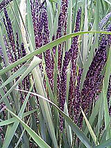 �Ñ�� ���� �ԕ� �Ε�