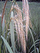 �Ñ�� ���� �ԕ� �Ε�