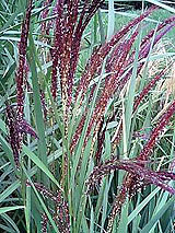 古代米 黒米 赤米 緑米