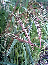 �Ñ�� ���� �ԕ� �Ε�