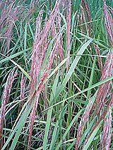 古代米 黒米 赤米 緑米