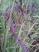 �Ñ�� ���� �ԕ� �Ε�