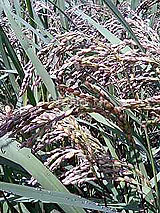 �Ñ�� ���� �ԕ� �Ε�