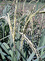 古代米 黒米 赤米 緑米