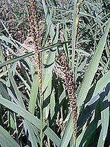 �Ñ�� ���� �ԕ� �Ε�