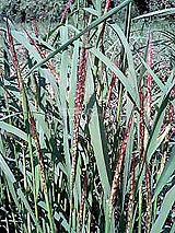 古代米 黒米 赤米 緑米