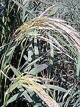 �Ñ�� ���� �ԕ� �Ε�