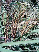 �Ñ�� ���� �ԕ� �Ε�