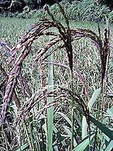 古代米 黒米 赤米 緑米