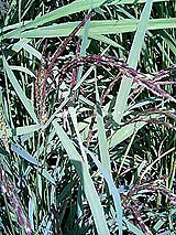 �Ñ�� ���� �ԕ� �Ε�