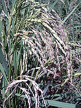 �Ñ�� ���� �ԕ� �Ε�