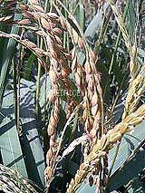 �Ñ�� ���� �ԕ� �Ε�