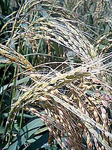 古代米 黒米 赤米 緑米