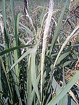 �Ñ�� ���� �ԕ� �Ε�