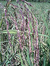 古代米 黒米 赤米 緑米