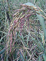 �Ñ�� ���� �ԕ� �Ε�