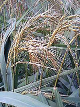 �Ñ�� ���� �ԕ� �Ε�