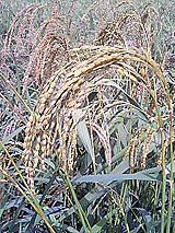 古代米 黒米 赤米 緑米