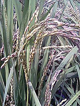 �Ñ�� ���� �ԕ� �Ε�