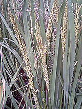 �Ñ�� ���� �ԕ� �Ε�