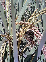 �Ñ�� ���� �ԕ� �Ε�