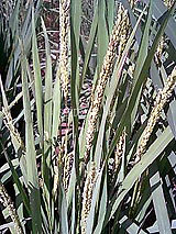 古代米 黒米 赤米 緑米