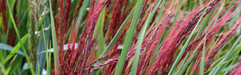 �Ñ�� �ԕĂ̎���̌Ñ��.net